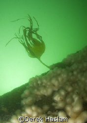 Kelp on the deck of the Egan Layne. D200, 16mm. by Derek Haslam 